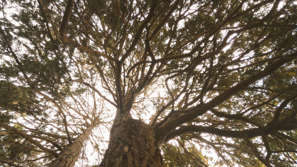 tree